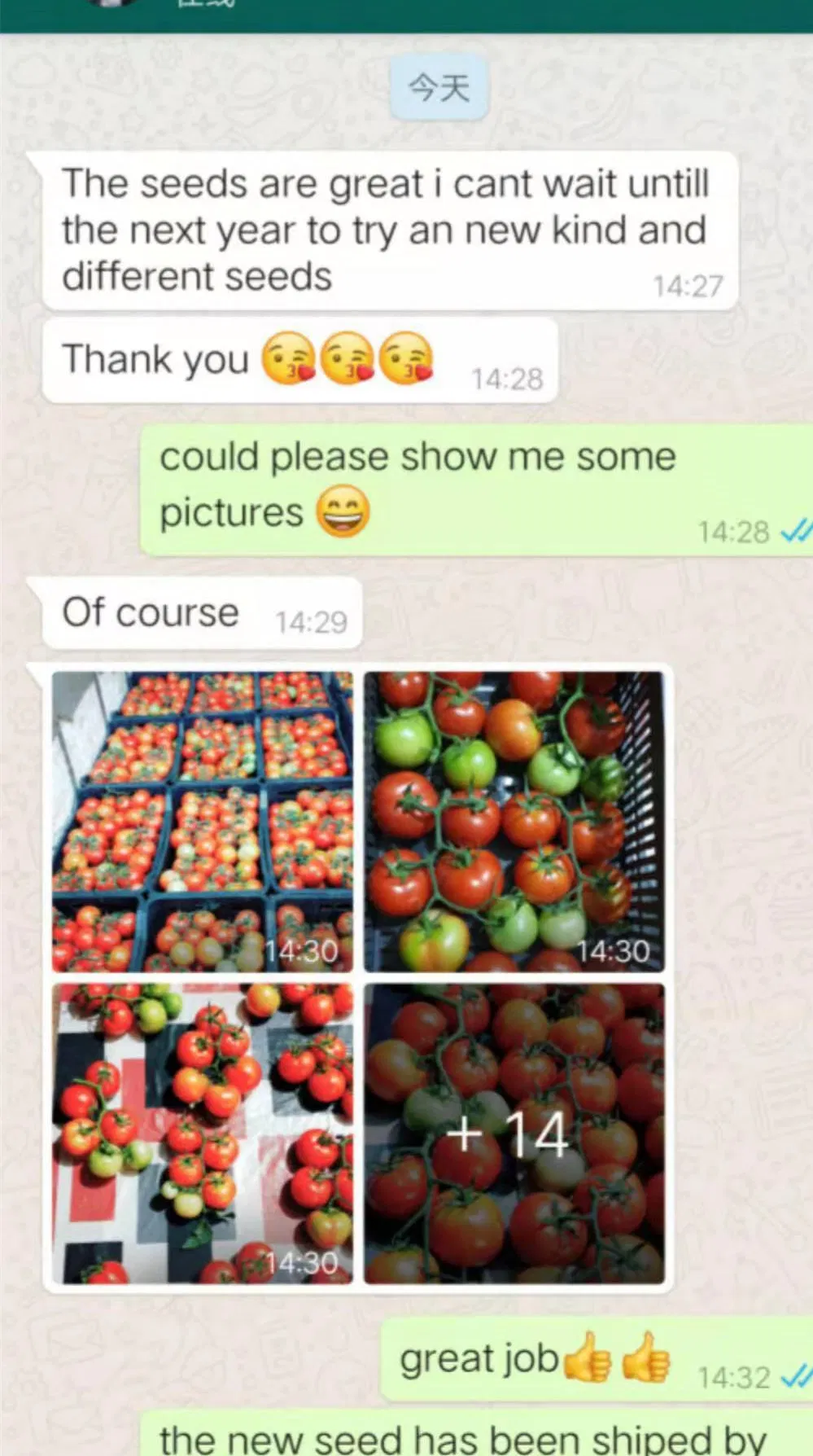 Determinate Type Big Round Tomato Seeds Hybrid F1 Seeds for Growing