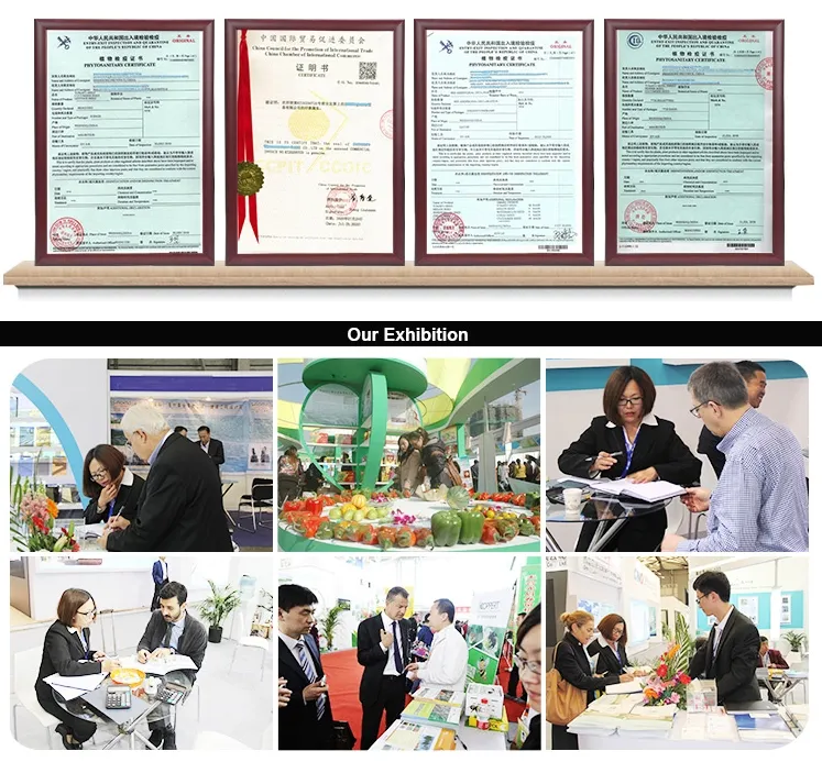 Determinate Type Big Round Tomato Seeds Hybrid F1 Seeds for Growing