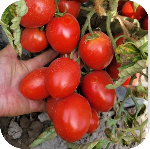 Determinate Type Big Round Tomato Seeds Hybrid F1 Seeds for Growing