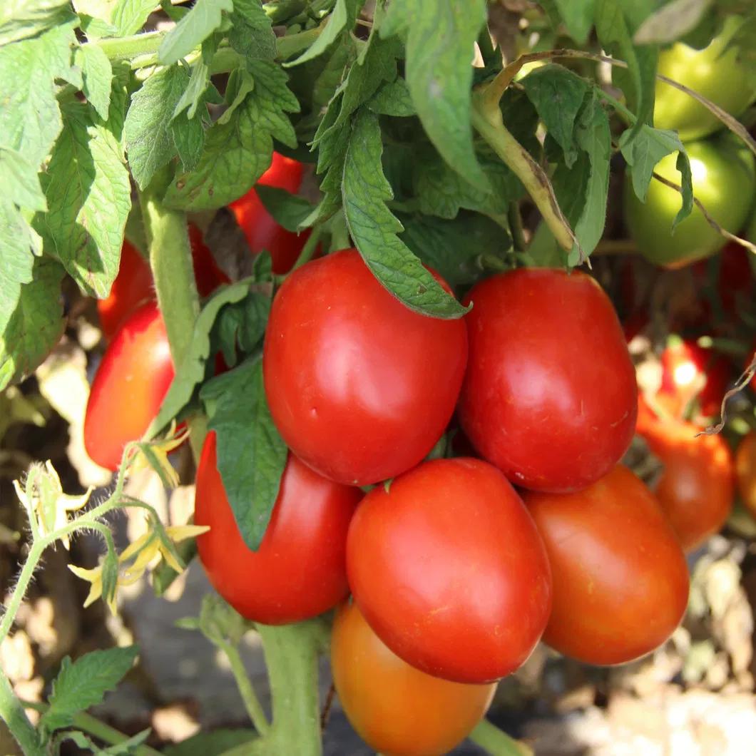 Determinate Type Big Round Tomato Seeds Hybrid F1 Seeds for Growing