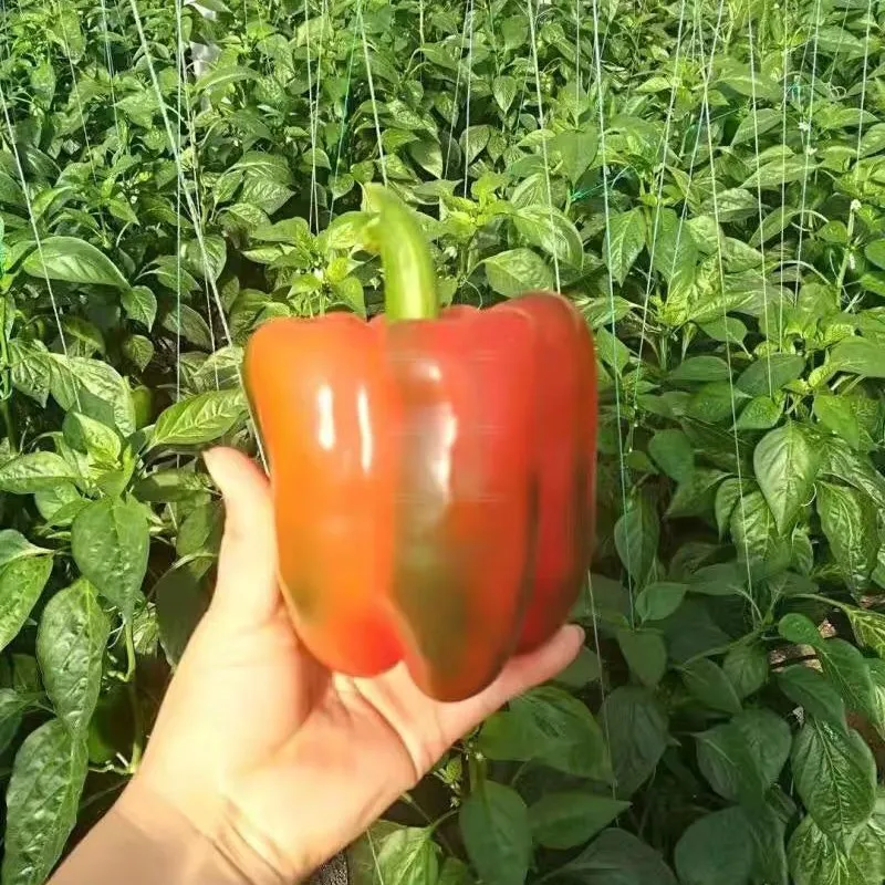 Red Sweet Color Pepper Seeds Hybrid F1 Seeds
