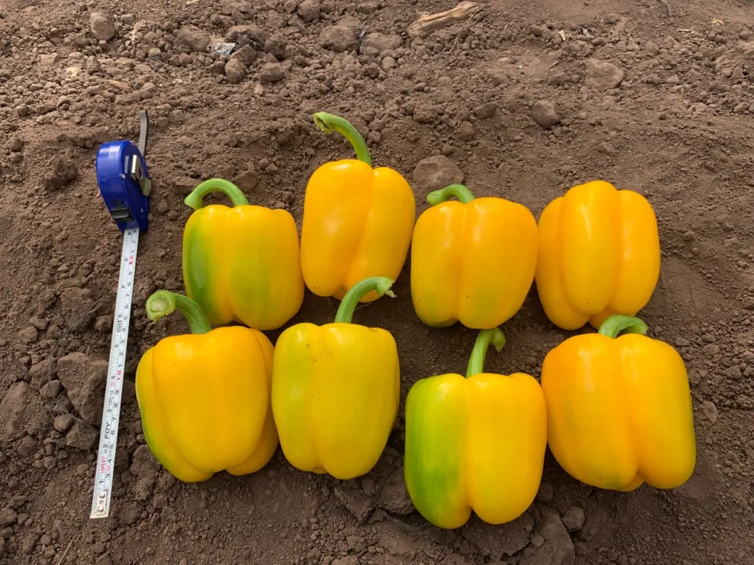 Red Sweet Color Pepper Seeds Hybrid F1 Seeds
