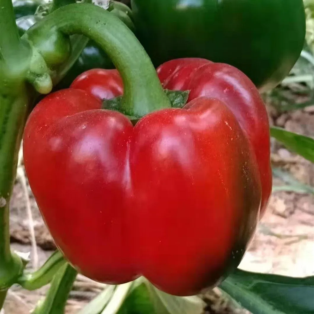 Red Sweet Color Pepper Seeds Hybrid F1 Seeds