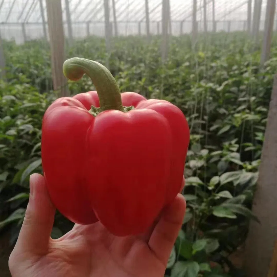 Red Sweet Color Pepper Seeds Hybrid F1 Seeds
