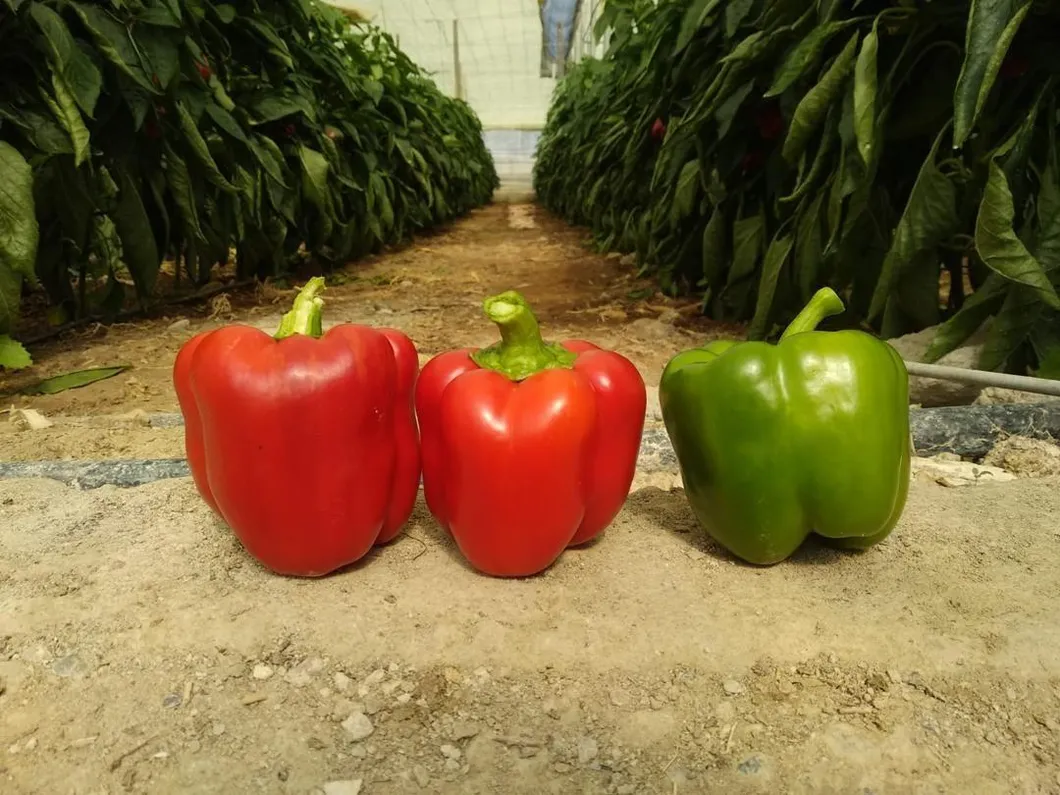 Red Sweet Color Pepper Seeds Hybrid F1 Seeds