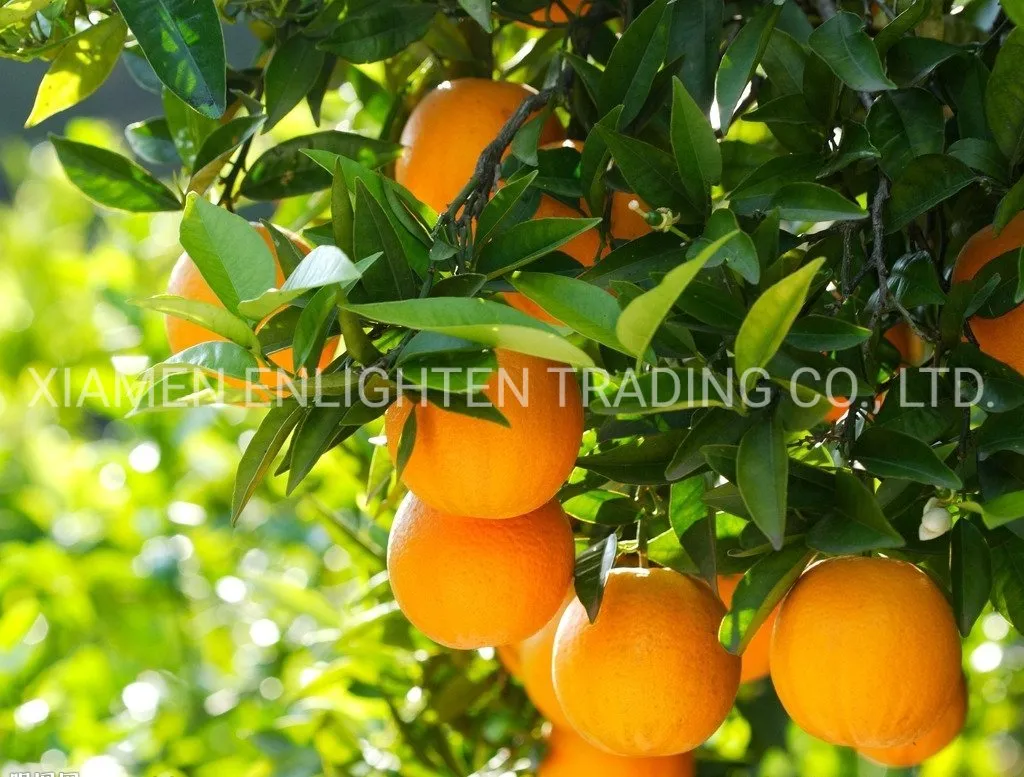 Whole Mandarin Oranges in Light Syrup