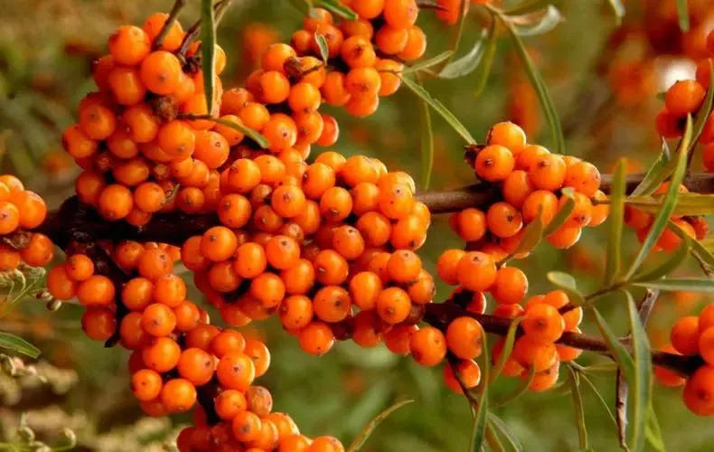 Premium Organic Sea Buckthorn Oil with Palmitoleic Acid 25%