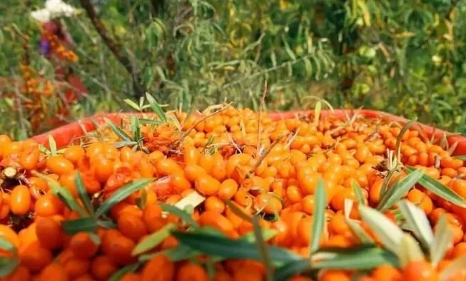 Premium Organic Sea Buckthorn Oil with Palmitoleic Acid 25%