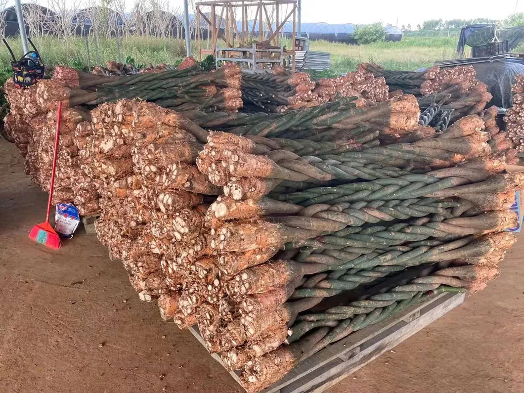 Hot Sale 5 Braided Pachira with Cocopeat with Leaves for Indoor Decorative