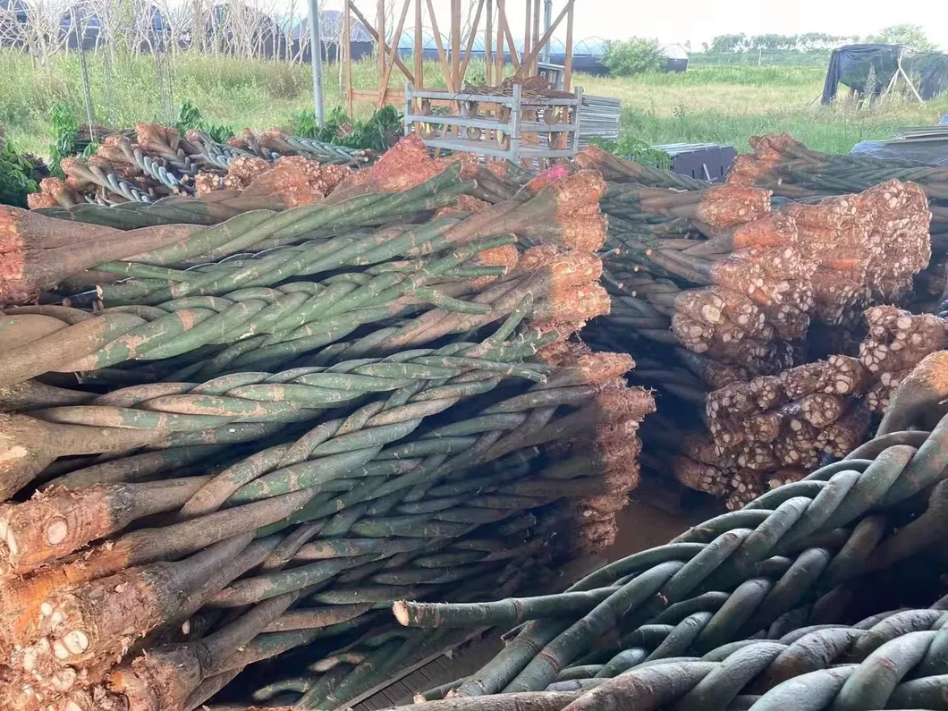 Hot Sale 5 Braided Pachira with Cocopeat with Leaves for Indoor Decorative