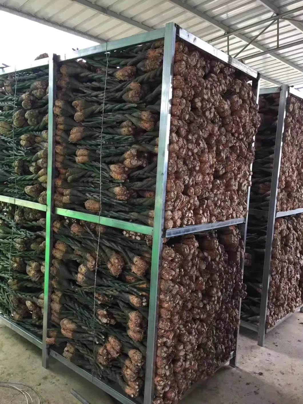 Hot Sale 5 Braided Pachira with Cocopeat with Leaves for Indoor Decorative