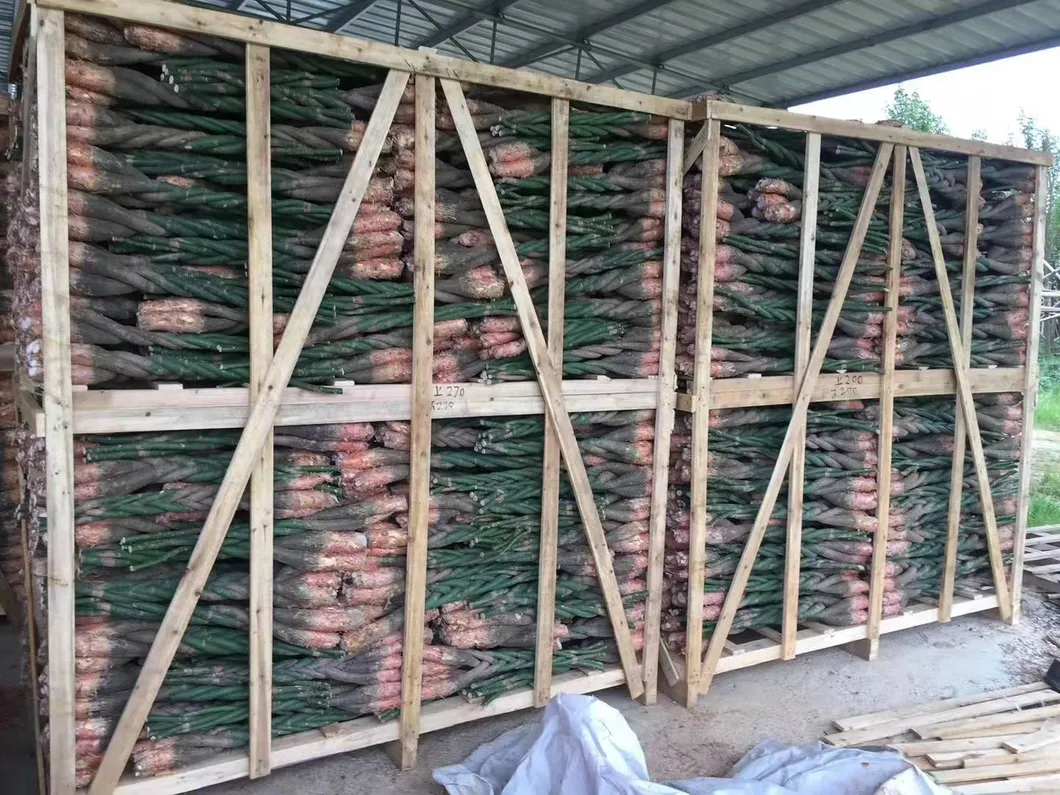 Hot Sale 5 Braided Pachira with Cocopeat with Leaves for Indoor Decorative