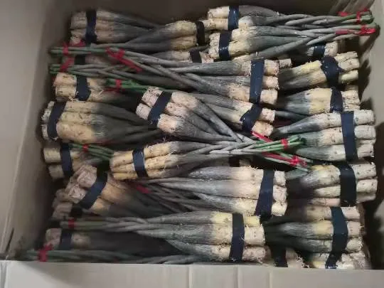 Hot Sale 5 Braided Pachira with Cocopeat with Leaves for Indoor Decorative