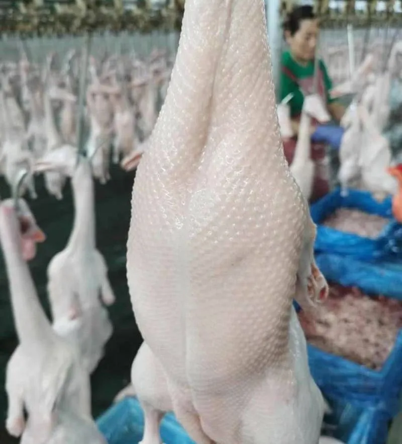 China Halal Certified IQF Frozen Whole Duck Premium Bulk Export Wholesale