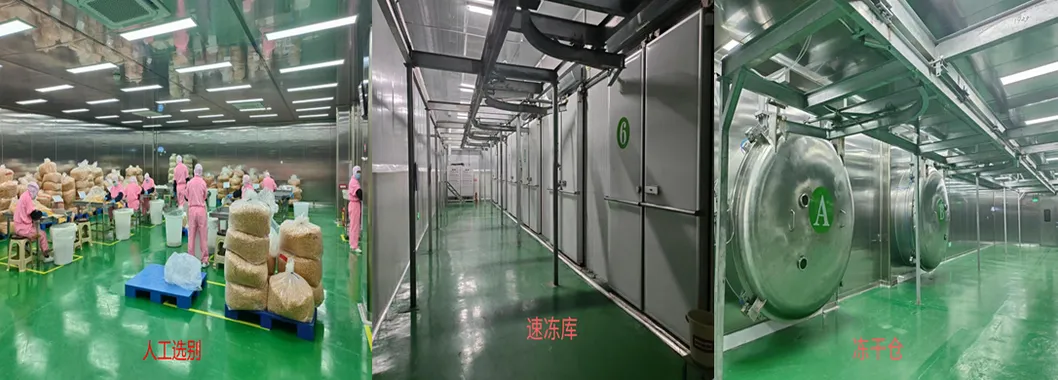 Fd S Eafood Fd Fish Fd Squid Dice for Human Food Dry Food Factory