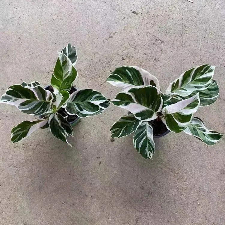 Potted Foliage Plants Calathea Fusion White House Plants Stock for Sale