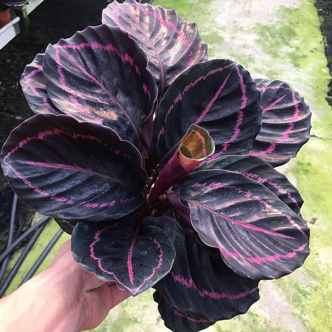 Potted Foliage Plants Calathea Fusion White House Plants Stock for Sale