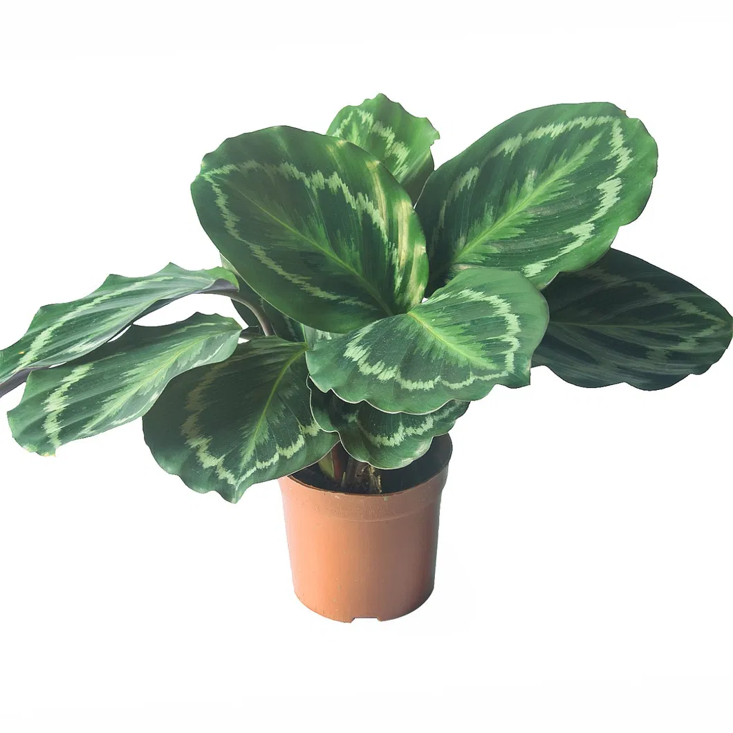 Potted Foliage Plants Calathea Fusion White House Plants Stock for Sale
