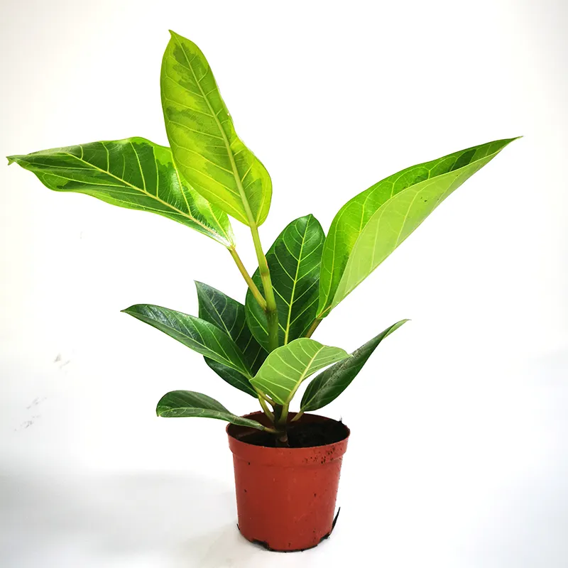 Potted Foliage Plants Calathea Fusion White House Plants Stock for Sale