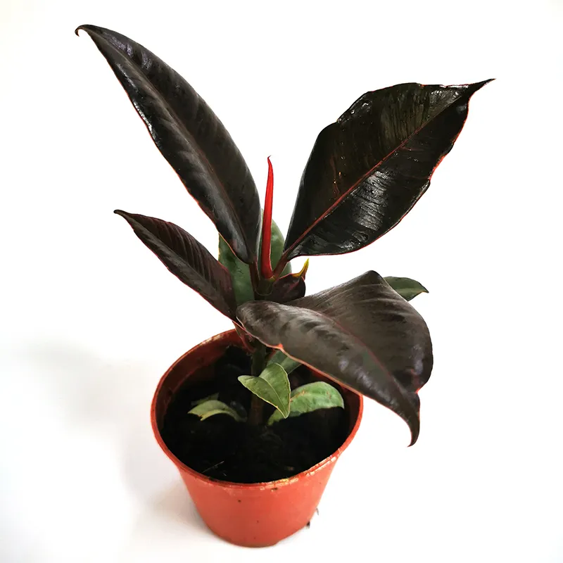 Potted Foliage Plants Calathea Fusion White House Plants Stock for Sale