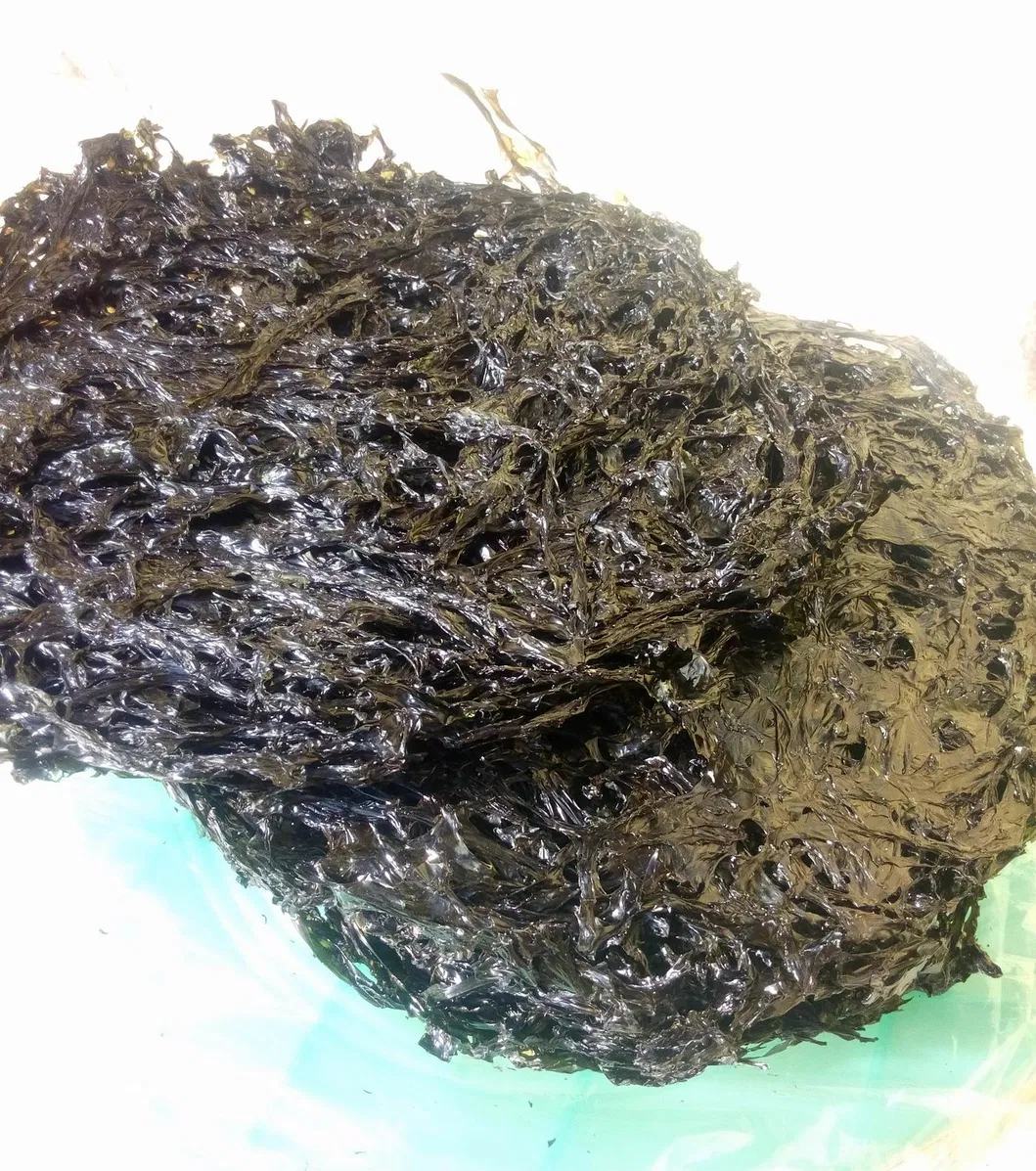 Best Selling Health Food High Iodine Dried Laver Seaweed Porphyra