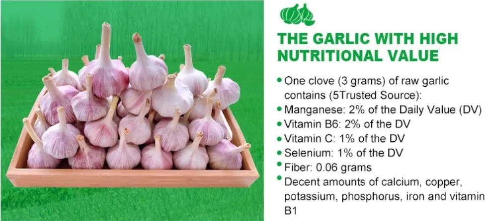 2025 High Quality Fresh Normal White Garlic 4.5cm-6.0cm Pure White Garlic for Sale