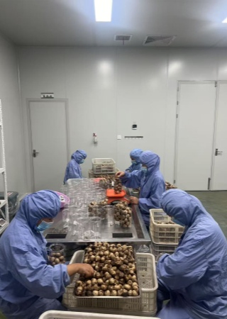 Wholesale Price Export 500g Canned Fermented Solo Clove Black Garlic