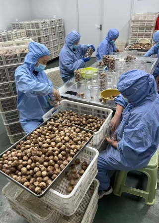 Wholesale Price Export 500g Canned Fermented Solo Clove Black Garlic