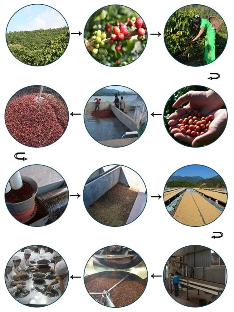 Yunnan Arabica Green Coffee Bean