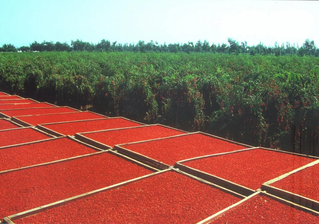 Organic Goji Berry Healthy Product