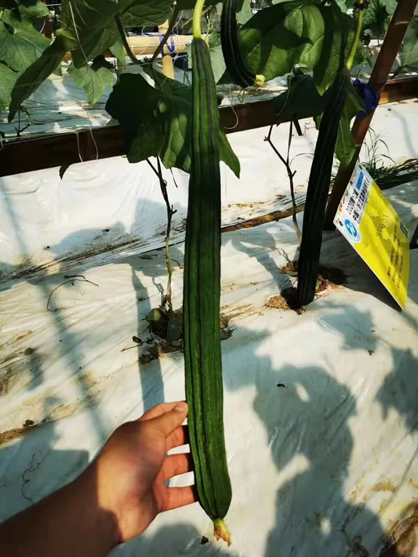 Hybrid F1 Long Ridge Luffa Seeds Loofah Seeds for Growing-Sf001