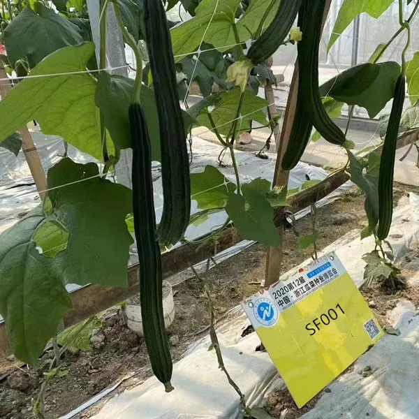 Hybrid F1 Long Ridge Luffa Seeds Loofah Seeds for Growing-Sf001