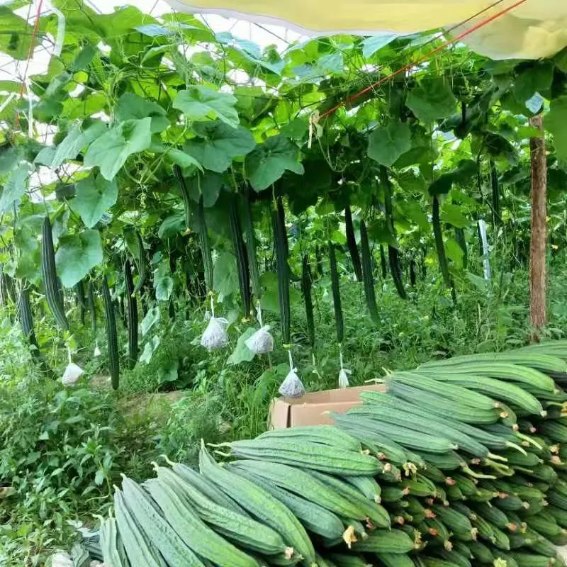 Hybrid F1 Long Ridge Luffa Seeds Loofah Seeds for Growing-Sf001