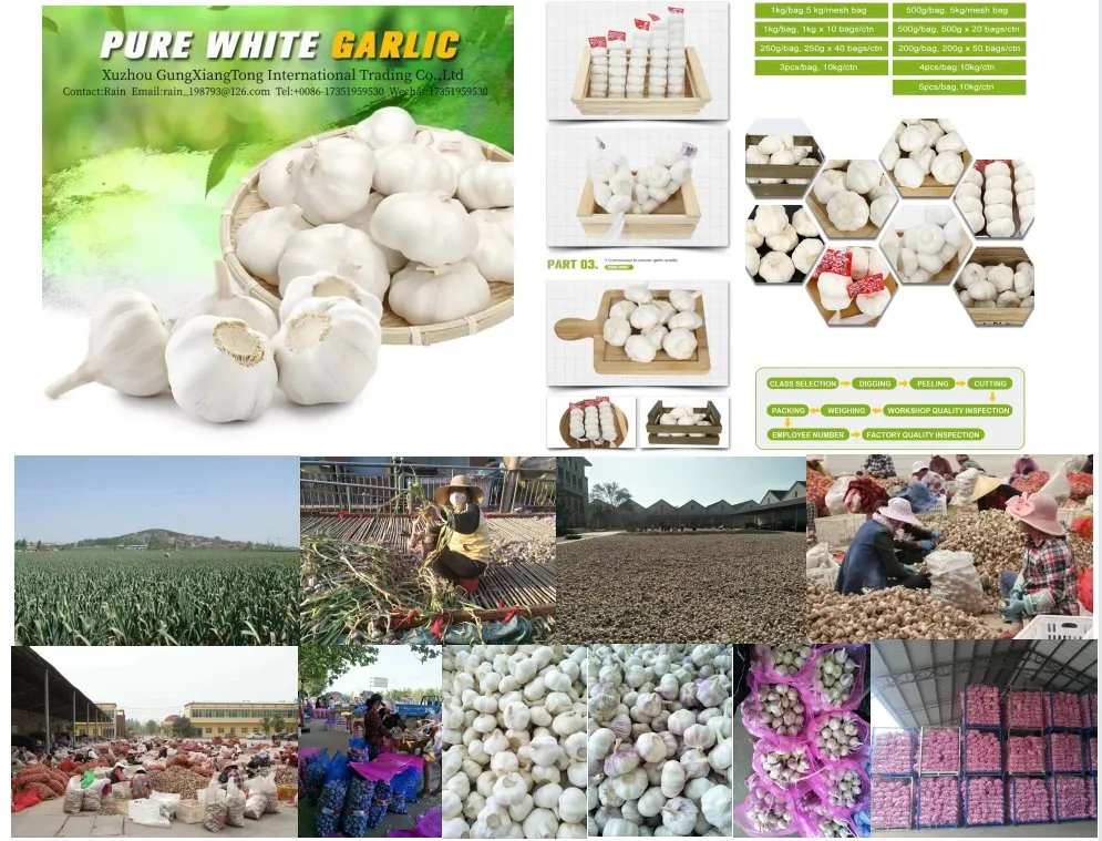 New Crop Garlic Price Garlic 10kg Carton
