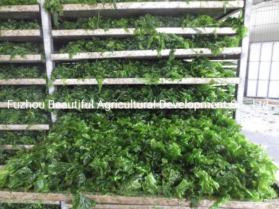 Dried Ulva Seaweed The Best Quality Competitive Price