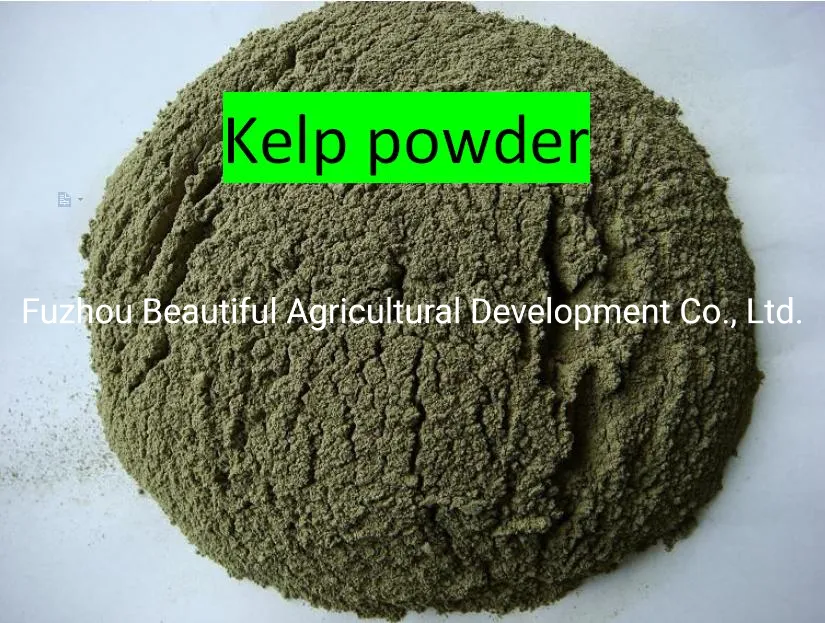 Dried Ulva Seaweed The Best Quality Competitive Price