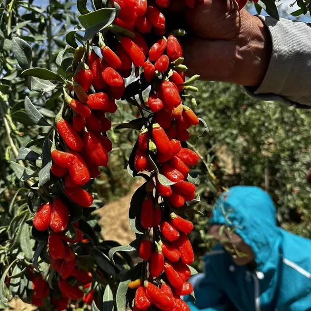 Premium Quality Ningxia Organic Dried Goji Berry Bulk for Food Ingredient Supply
