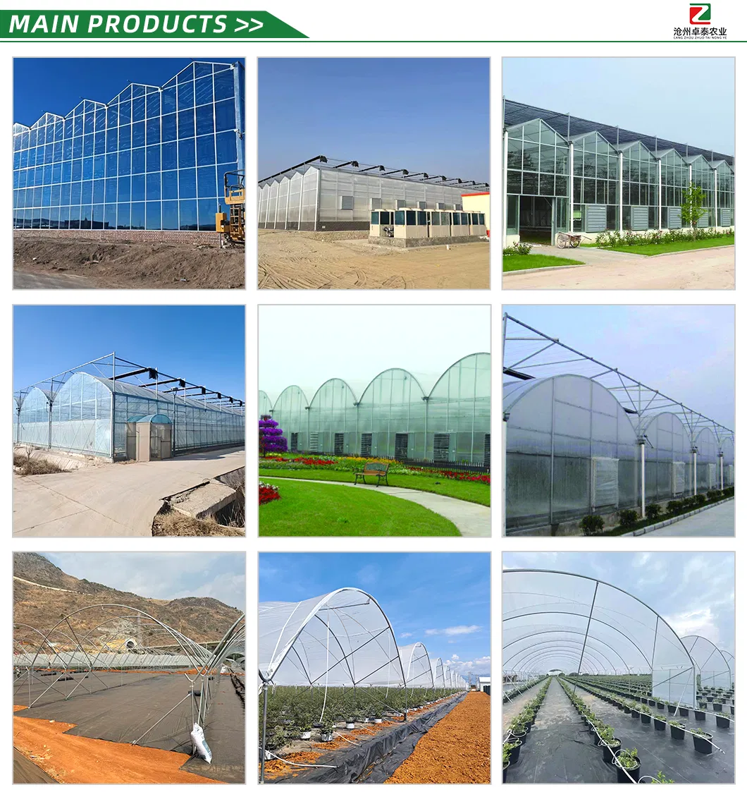 Wind-Resistant Wholesale Professional Versatile Commercial Film Greenhouse for Vegetable Cultivation