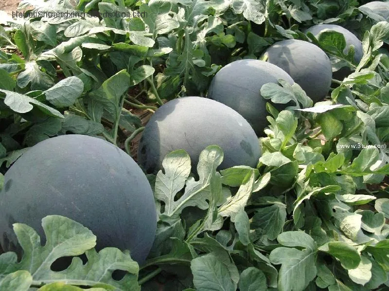 Big Size Round Black Skin Watermelon Hybrid Watermelon Seeds
