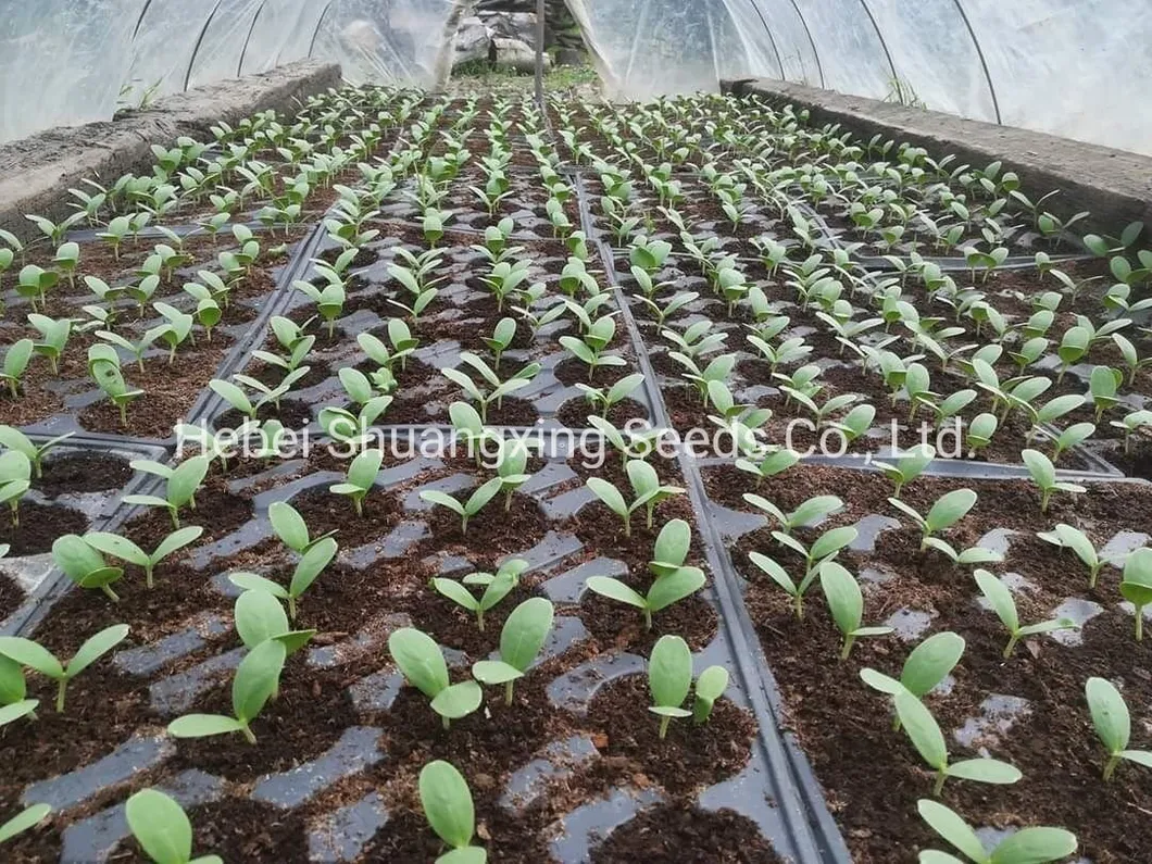 Big Size Round Black Skin Watermelon Hybrid Watermelon Seeds