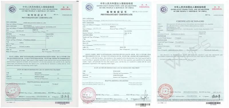 Big Size Round Black Skin Watermelon Hybrid Watermelon Seeds