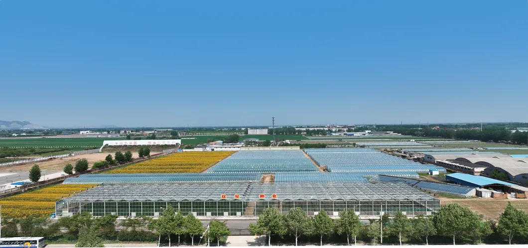 Big Size Round Black Skin Watermelon Hybrid Watermelon Seeds