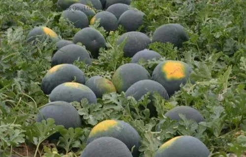 Big Size Round Black Skin Watermelon Hybrid Watermelon Seeds