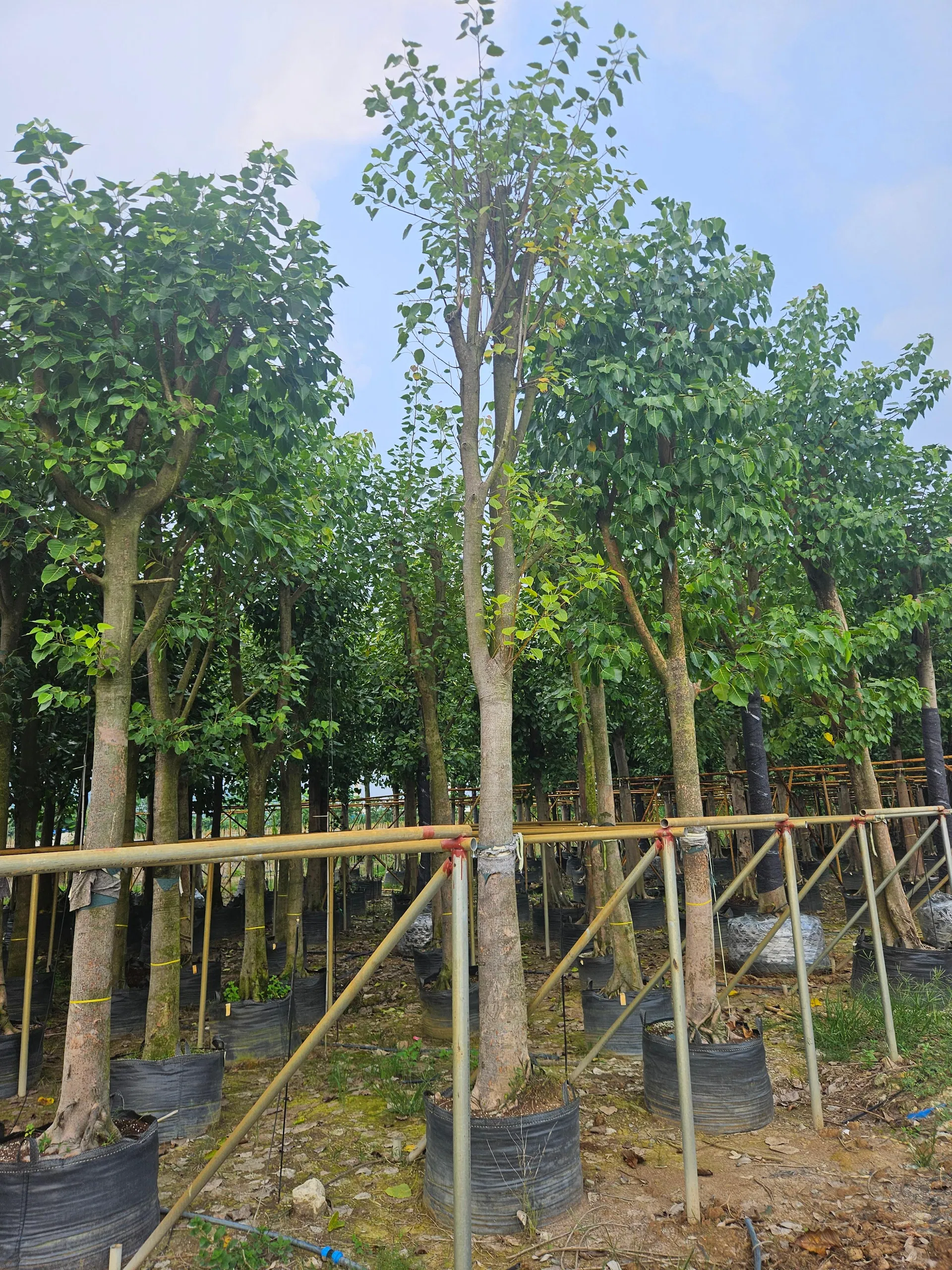 Outdoor Ficus Religiosa Ornamental Tree Wholesale Live Plant Tree Seedlings