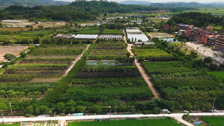 Outdoor Ficus Religiosa Ornamental Tree Wholesale Live Plant Tree Seedlings