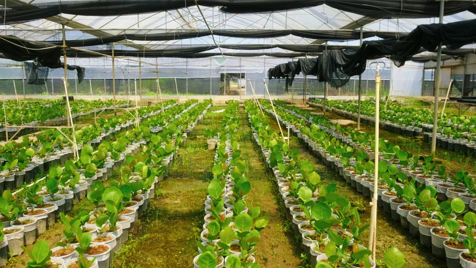 Outdoor Ficus Religiosa Ornamental Tree Wholesale Live Plant Tree Seedlings