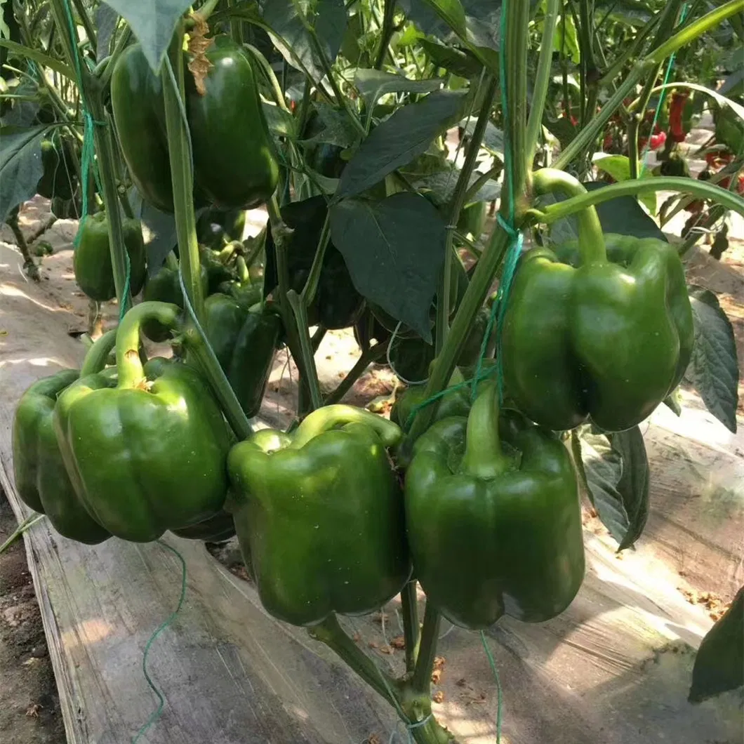 Hot Sale Hybrid F1 Deep Green Sweet Pepper Seeds for Growing-SL04