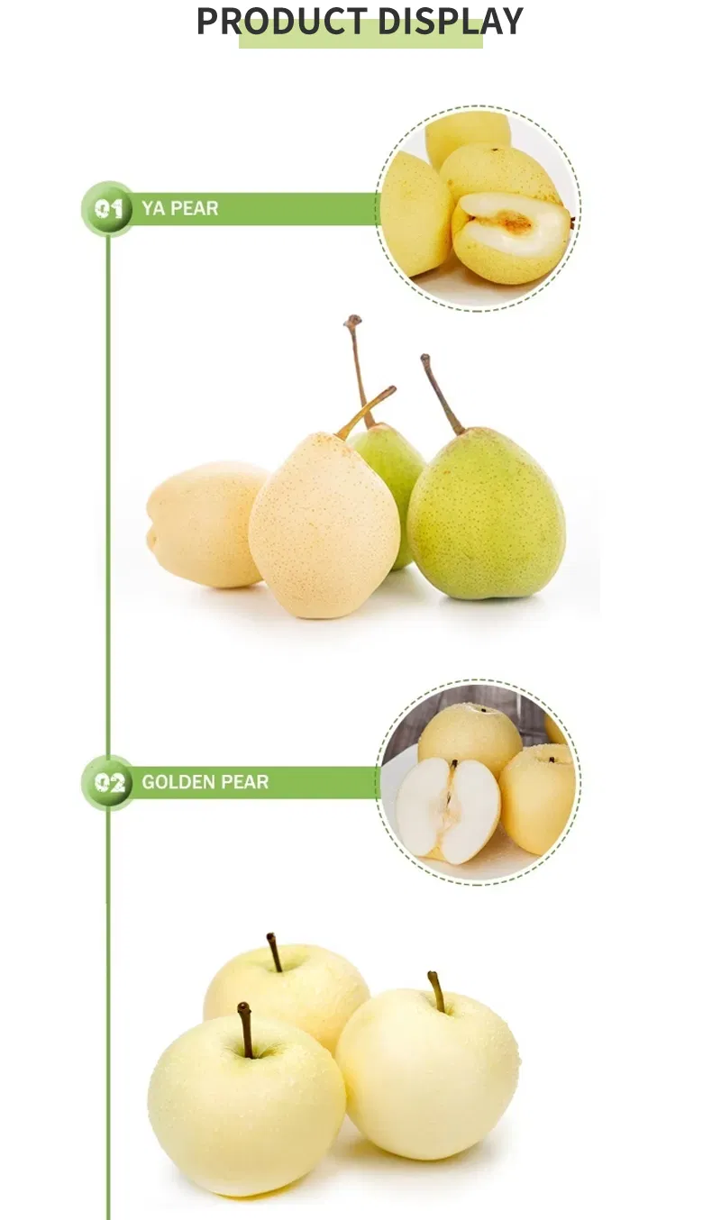 China New Crop Fresh Ya Pear Chinese Fresh Pear Fruit Juicy Pear