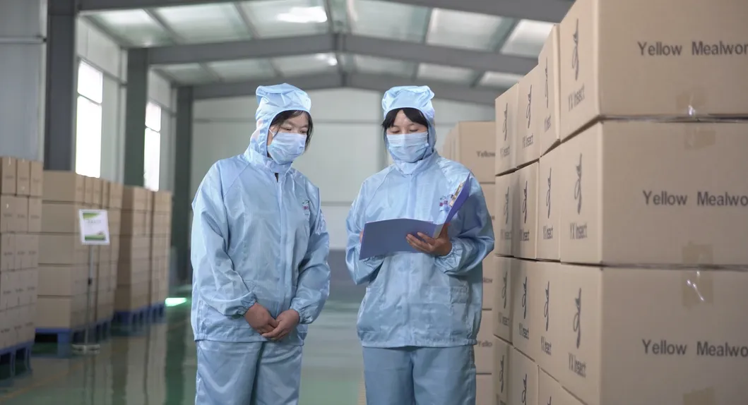 High Protein Fresh Grasshopper for Fish Feed