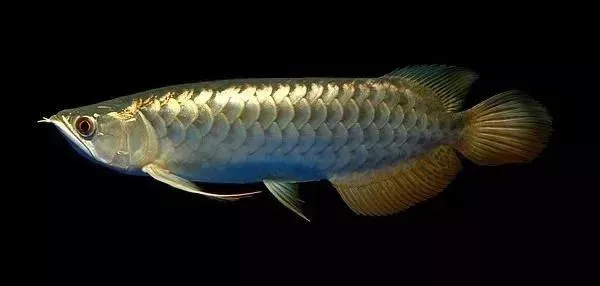 High Protein Fresh Grasshopper for Fish Feed